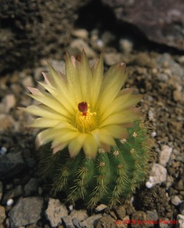 Notocactus cv. CHP72